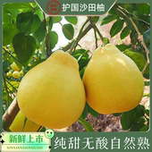 正宗老树沙田柚产地直销新鲜上市原生态自然熟柚子纯甜孕妇水果
