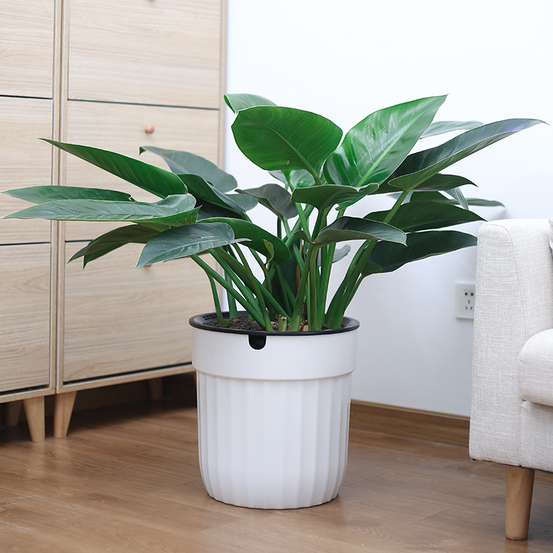 自动吸水懒人花盆特大号层落地圆口花盆绿萝花卉盆高筒花盆