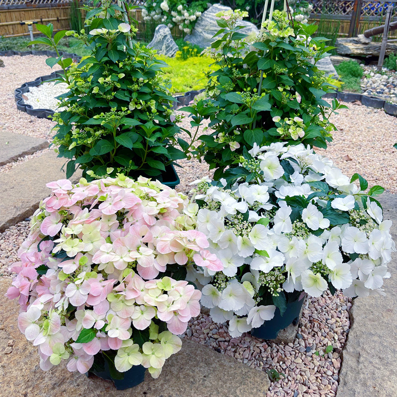 粉色落跑新娘绣球花盆栽蓝色已调色带花苞花园爬藤植物大苗多年生