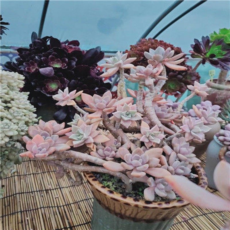 冬美人多肉花卉冬美人多肉植物清棚冬美人绿植盆栽大老桩,鲜花速递/花卉仿真/绿植园艺,洒水/浇水壶,淘宝优惠券,粉丝福利购,淘宝优惠卷