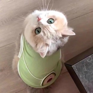防掉毛冰感狗狗小背心宠物防晒金渐层布偶 猫咪衣服夏天牛油果薄款