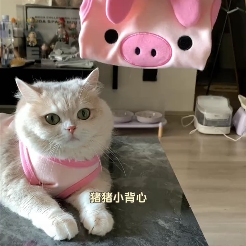 薄荷同款猫咪春夏秋防掉毛狗狗衣服德文蓝金渐层宠物背心马甲薄款