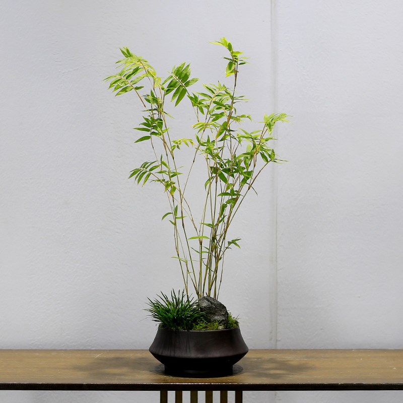 米竹盆栽植物室内客厅办公室桌面小绿植茶室凤尾竹观赏竹子盆景