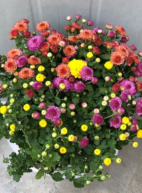 姬小菊玛格丽特千头菊花盆栽花卉办公室内四季开花好养球菊小雏菊