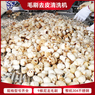 马蹄去泥清洗机 根茎类去皮清洗设备 毛刷式荸荠去皮清洗机