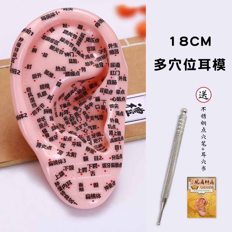 18厘米大耳朵多穴位按摩耳模型硅胶高清反射区家居教学耳朵模型