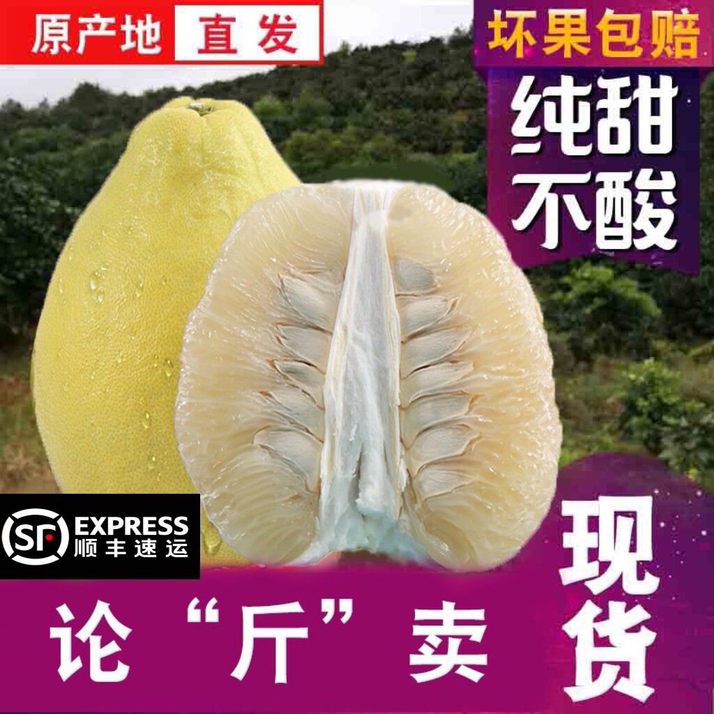 老树沙田柚精选小柚子