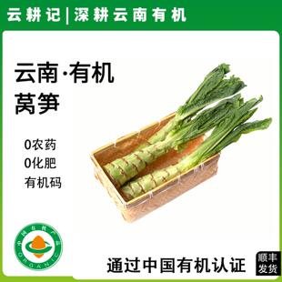 云南有机新鲜莴笋脆嫩青笋带叶无农残辅食烹饪凉拌涮火锅食材蔬菜