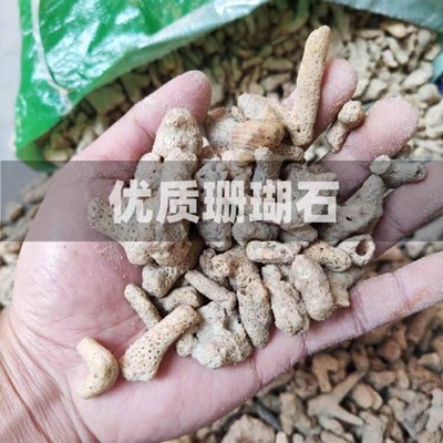 大块珊瑚石50斤锦鲤鱼池过滤材料鱼池滤材珊瑚S骨天然珊瑚石过滤
