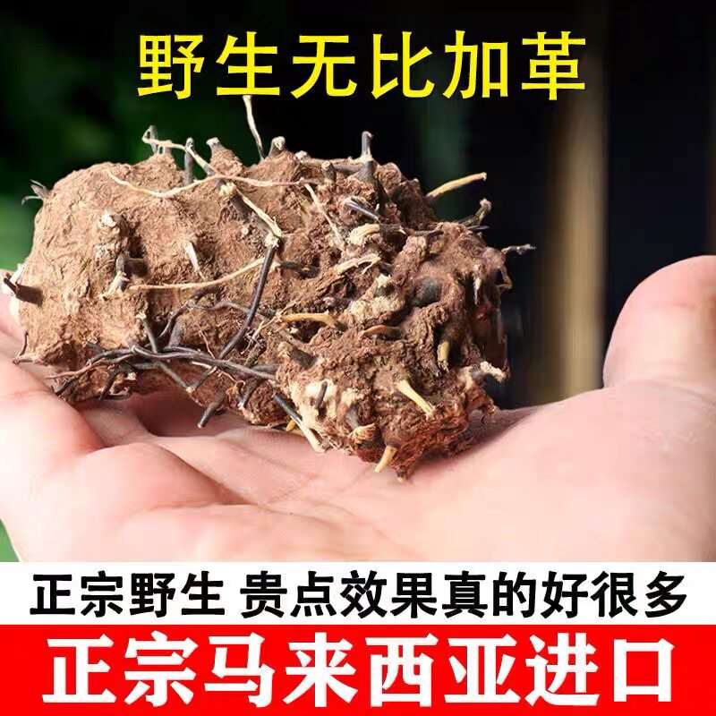无比加树皮马来西亚无比加500