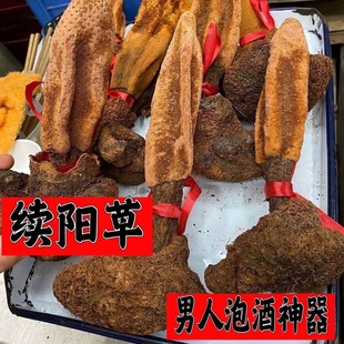 特大特猛野生续阳草西藏野生续阳草顶天柱中药材续阳草泡水回春草