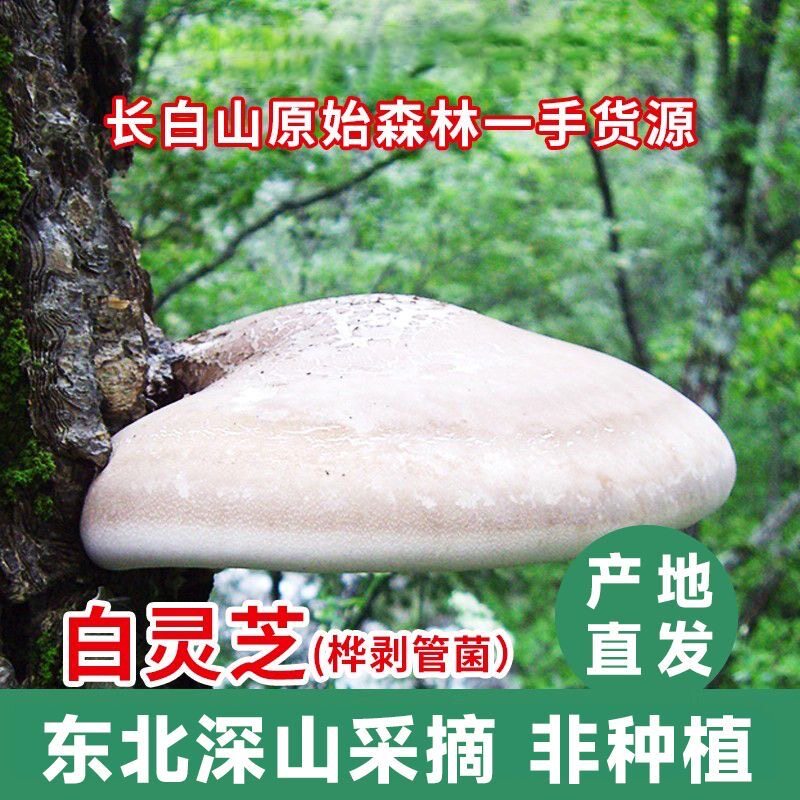 灵芝野生白灵芝正品云南正宗纯天然干货整枝一斤装灵芝切片中药材