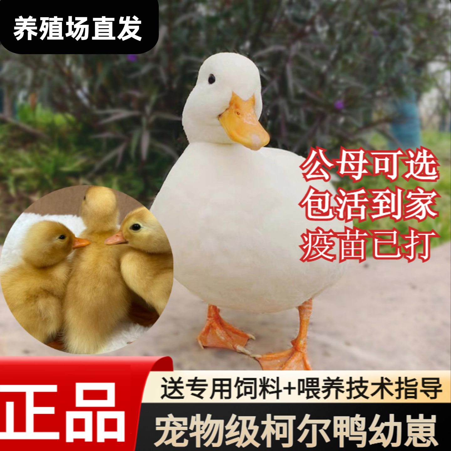 正宗S宠物柯尔鸭活苗宠物网红可达鸭幼崽活体小柯尔鸭仔包活包邮