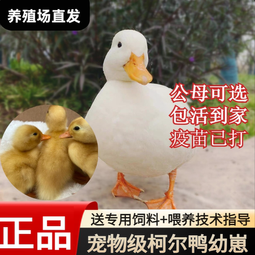 正宗S宠物柯尔鸭活苗小幼崽活体