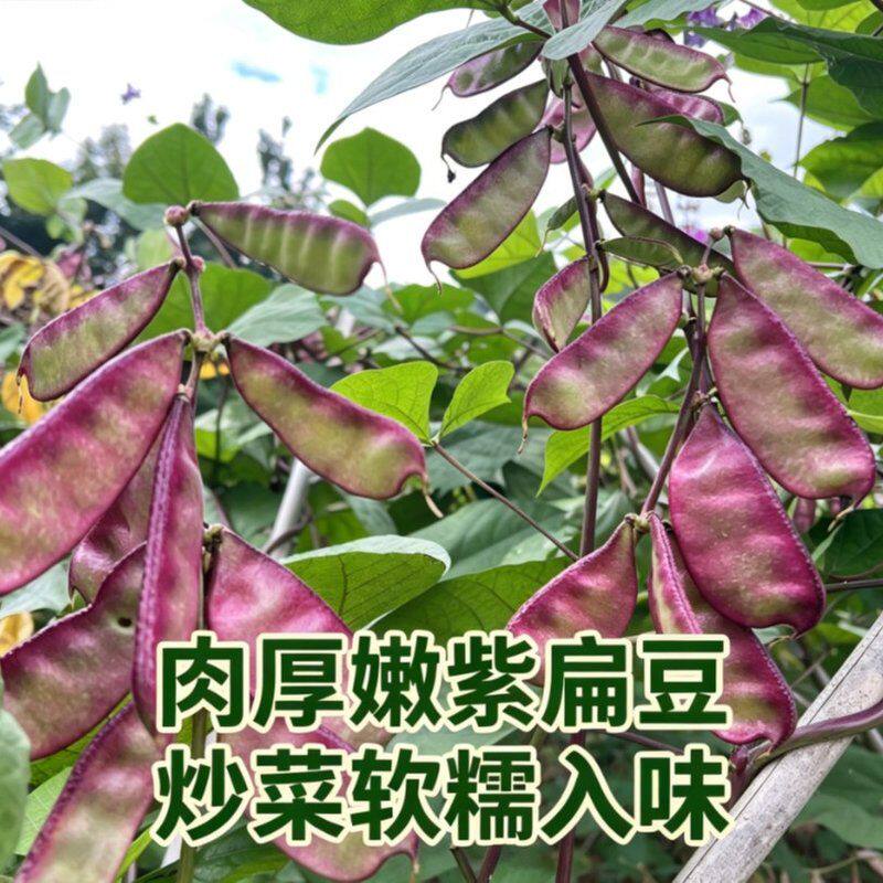 贵州新鲜紫扁豆农家现摘猪耳朵豆角紫边眉豆当季嫩峨眉豆时令蔬菜