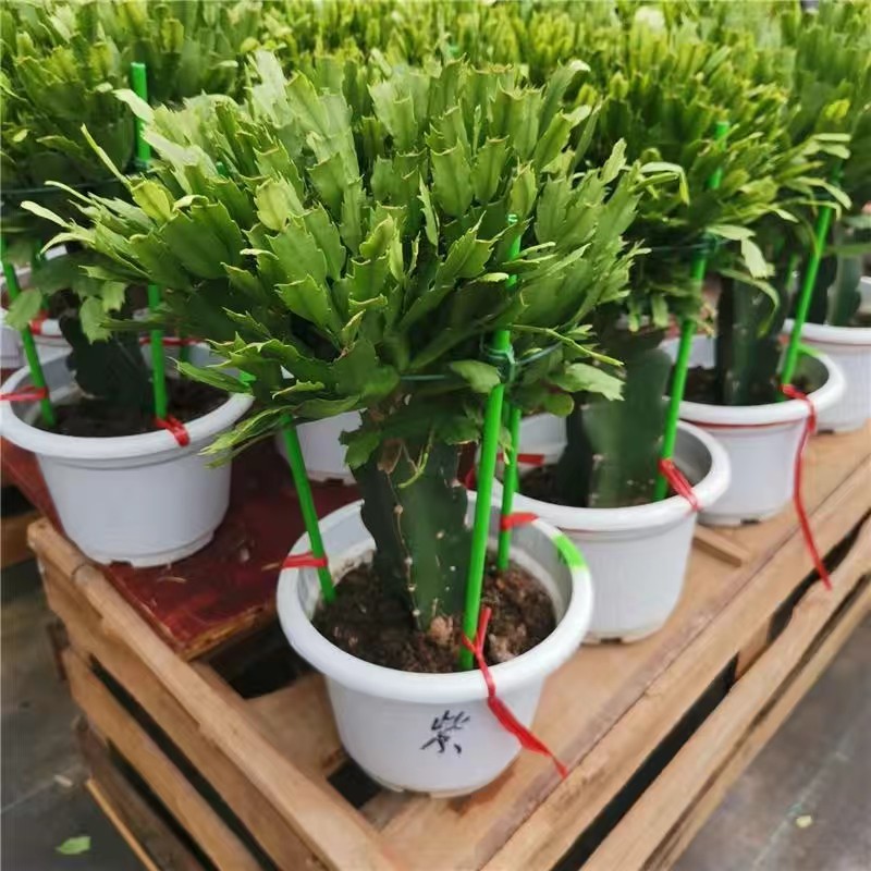 龙骨三角柱嫁接双层三层蟹爪兰带花苞室内花卉绿植植物盆栽盆景