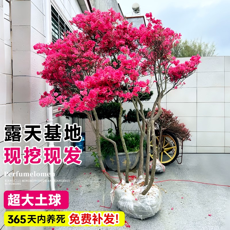 映山红树苗老桩杜鹃花盆栽花苗南北方耐寒盆景带花苞四季开花