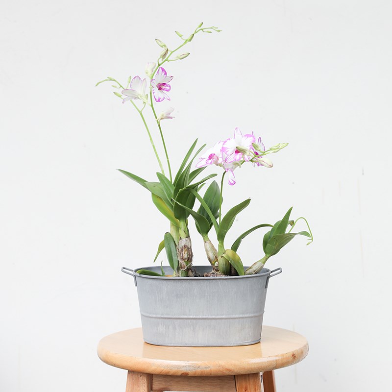 海蒂的花园 兰花国兰杂交兰卡特兰草本阳台室内花卉植物盆栽苗