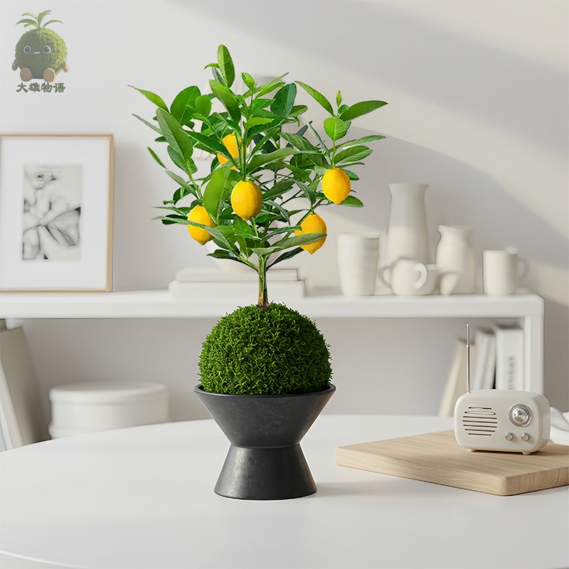 香水柠檬苔藓球清香盆景植物可食用水果树苗办公室桌面盆栽绿植