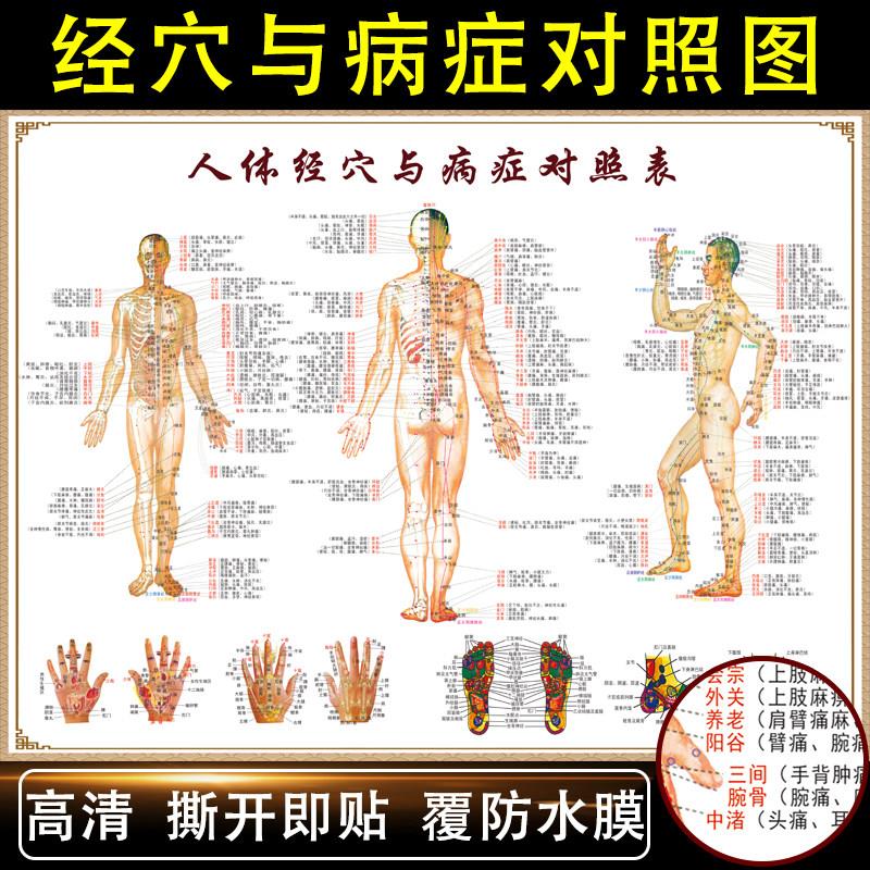 中医养生人体经络穴位图大挂图解全身养生馆针艾灸按摩标准穴位图