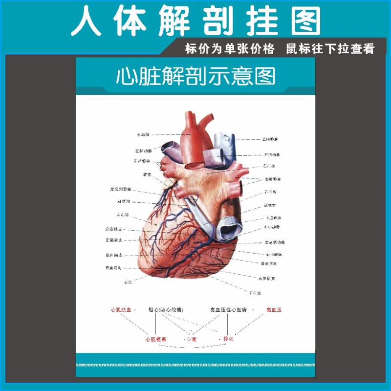 心脏解剖示意图 人体器官心脏血管系统结构挂图 医院宣传海报贴画