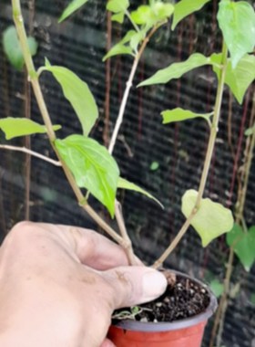 阳台庭院观花盆栽 直立山牵牛蓝吊钟 紫花硬枝老鸦嘴开紫色黄心花