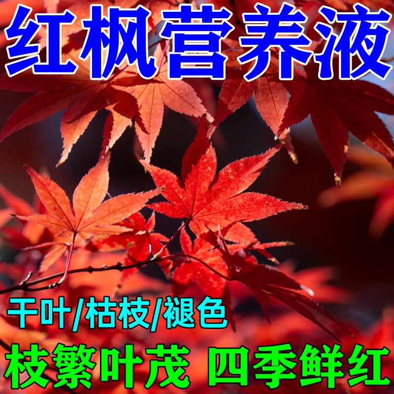 红枫树肥料专用肥防黄叶枯枝卷叶褪色盆栽绿植枫树变红营养液