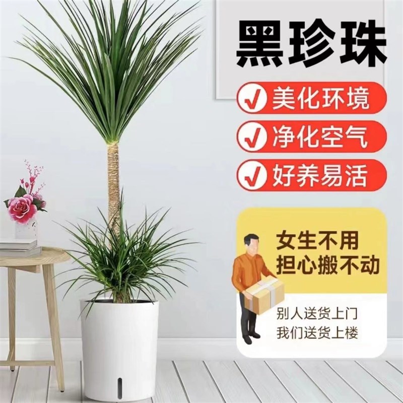 黑珍珠龙血树客厅绿植盆栽室内办公室大型老桩盆景四季常青好养活