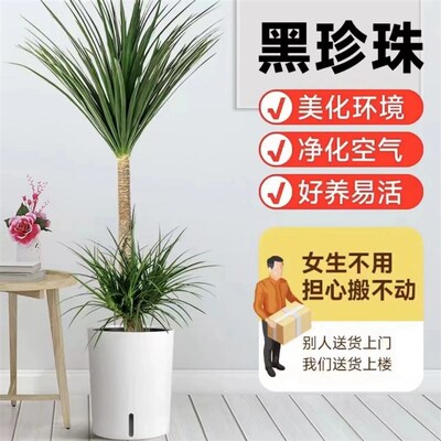 黑珍珠龙血树客厅绿植盆栽室内办公室大型老桩盆景四季常青好养活