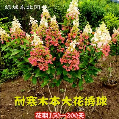 烛光彩眼花冠耐寒木本大花直立圆锥绣球树苗别墅庭院盆栽地栽植物