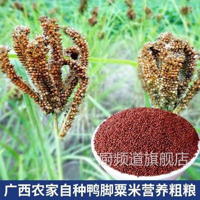 广西粟米粒龙爪粟拳头粟小婴儿枕头鸭脚粟米粥鸭脚栗米红色粟米粉