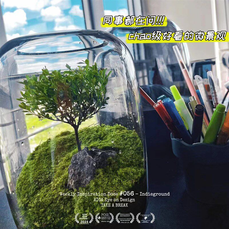 【生命之树】成品微景观生态瓶桌面创意迷你苔藓盆景鲜活绿植盆栽