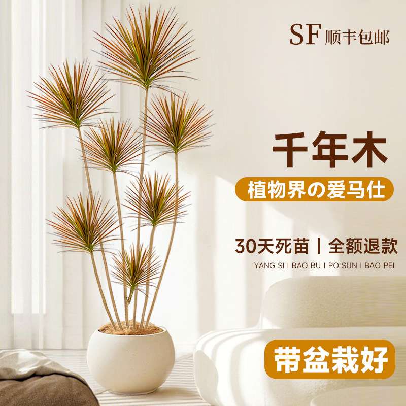 千年木客厅绿植大型植物盆栽造景室内七彩铁龙血树落地式好养真树