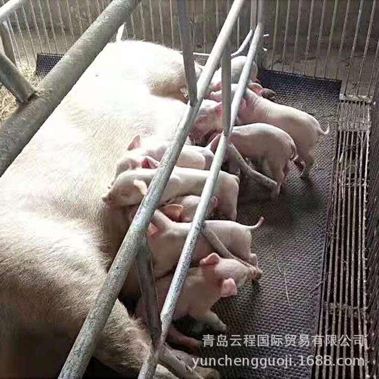 马棚防滑垫猪舍保温夹布胶板可加厚畜牧防滑 电热板保育栏保温垫