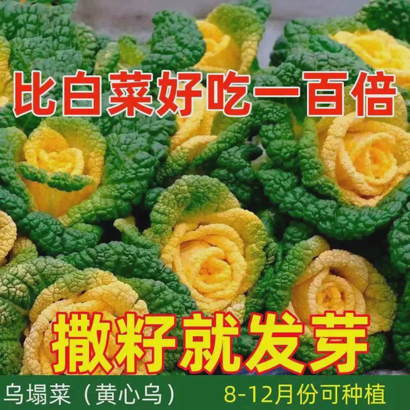 黄心乌塌菜种子黑心乌塌菜种籽小八叶黑菜秋冬耐寒可越冬蔬菜种孑