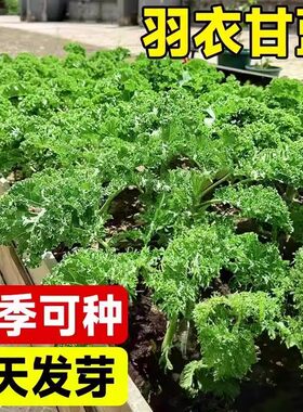 羽衣甘蓝种子四季阳台耐寒蔬菜皇后可食用橄榄菜大田易种盆栽易活