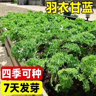 羽衣甘蓝种子四季阳台耐寒蔬菜皇后可食用橄榄菜大田易种盆栽易活