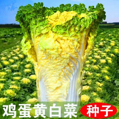 鸡蛋黄奶油大白菜种子夏秋播