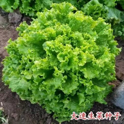 四季播耐寒高产速生菜种子