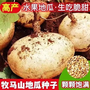 早熟正宗牧马山地瓜水果白地瓜种凉薯种子高产正品蔬菜地瓜籽盆栽