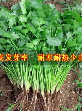 农家香菜种子四季盆栽