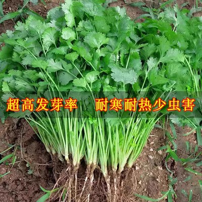 农家香菜种子四季盆栽