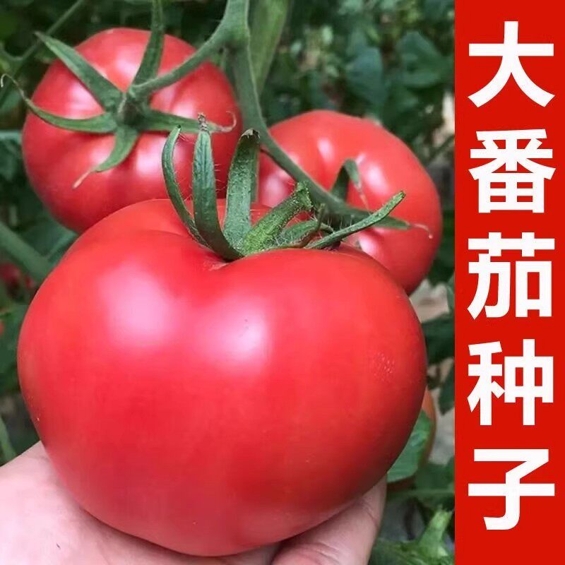 西红柿种子老品种毛粉番茄阳台盆栽庭院四季高产蔬菜种子籽孑高产