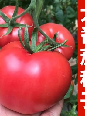 西红柿种子老品种毛粉番茄阳台盆栽庭院四季高产蔬菜种子籽孑高产