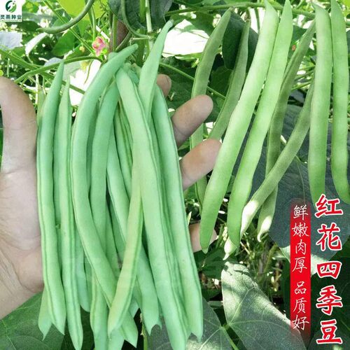 高产早熟有架红花无筋四季豆种子