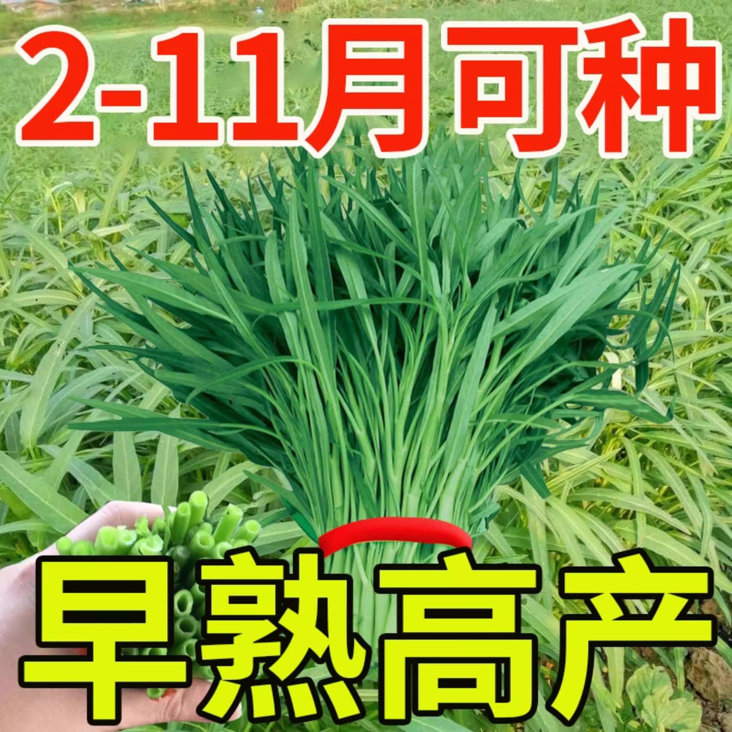 空心菜种子小叶柳叶空心菜籽四季播阳台盆栽庭院大田水培蔬菜种子