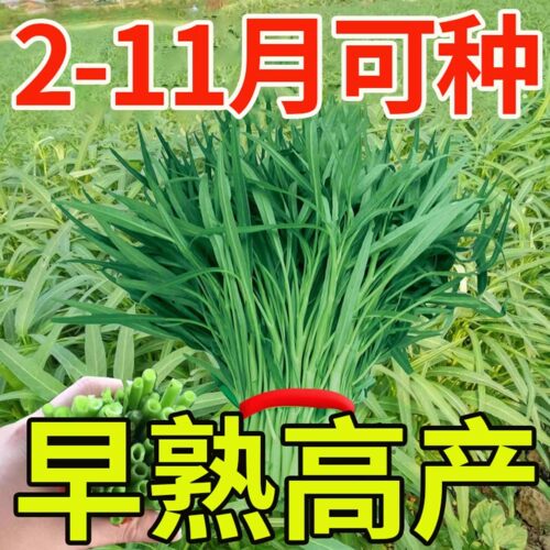 空心菜种子小叶柳叶空心菜籽四季播阳台盆栽庭院大田水培蔬菜种子