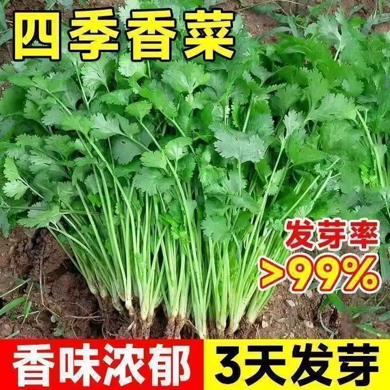香菜种子四季易种耐热耐抽苔阳台水果蔬菜种子水果农家四季香菜,农用物资,蔬菜种子/种苗,淘宝优惠券,粉丝福利购,淘宝优惠卷