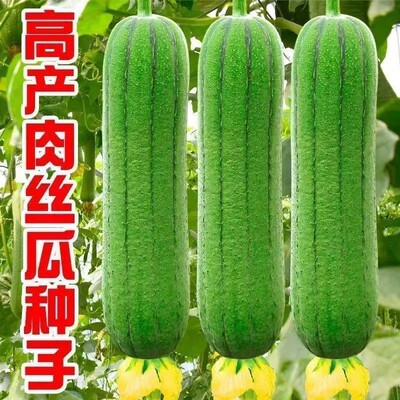 高产特大特长丝瓜种子