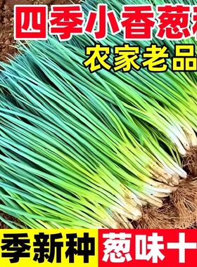 四季老品种小香葱种子
